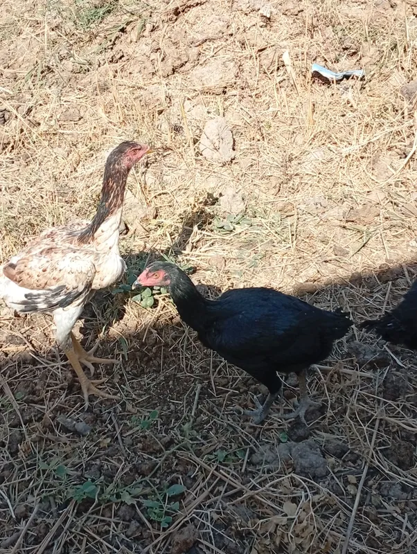 xurozlar dakan 3