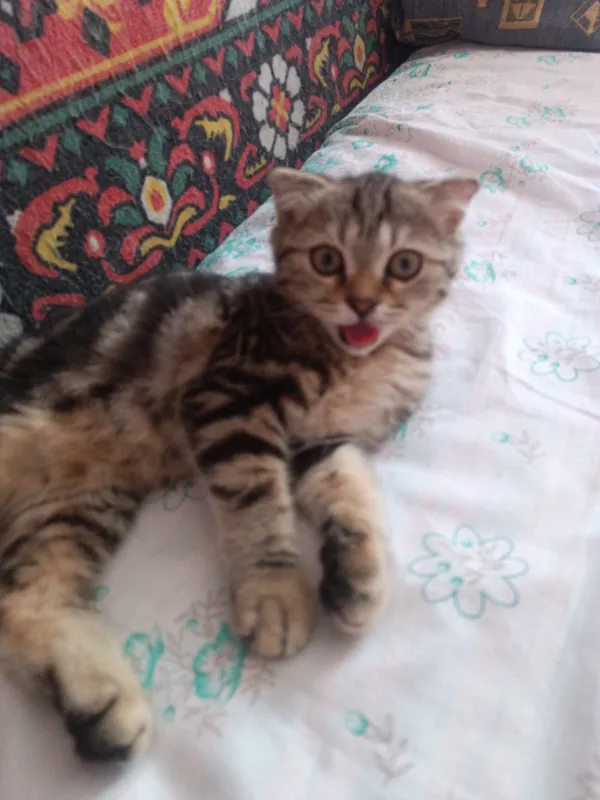 котик продаётся шатланский 1
