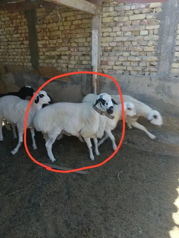 Qazoqi tagal 100kg+ 1 Qazoqi tagal 100kg+ 1