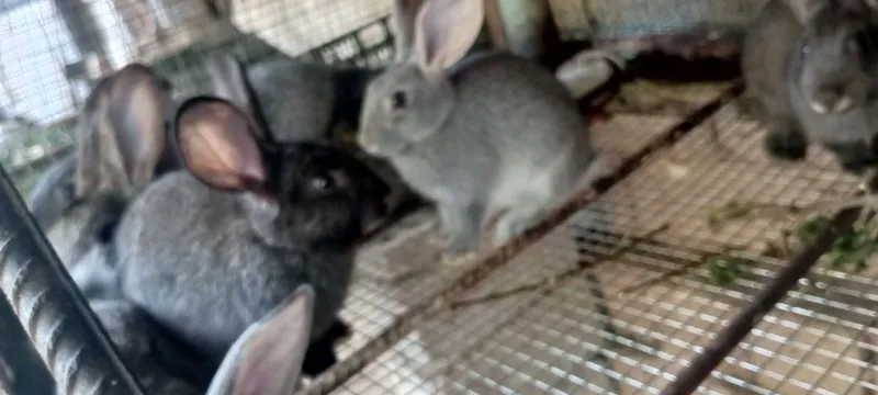 Продаются крольчата, здоровые, тело и душа здоровы 2 Продаются крольчата, здоровые, тело и душа здоровы 2