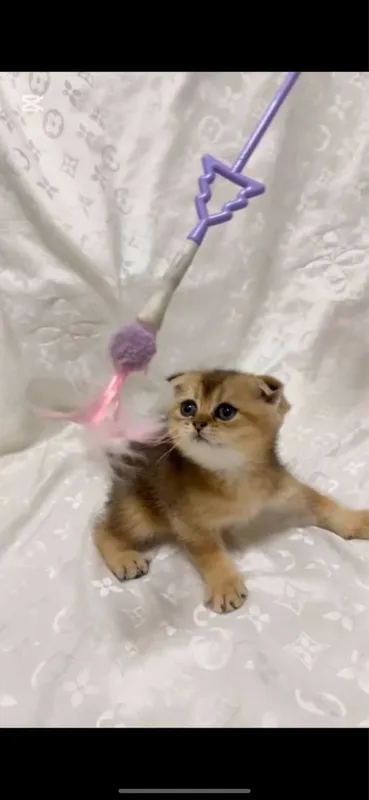 Scottish Fold и Scottish Straight Golden 3 Scottish Fold и Scottish Straight Golden 3