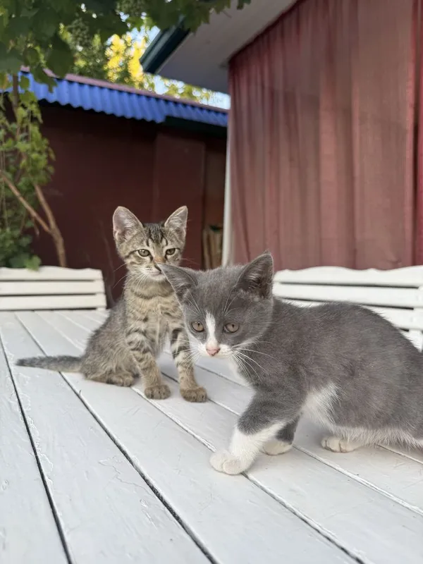 Пристариваются котята 1,5 месяца 4 Пристариваются котята 1,5 месяца 4