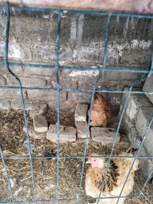 Tovuqlar sotiladi 6