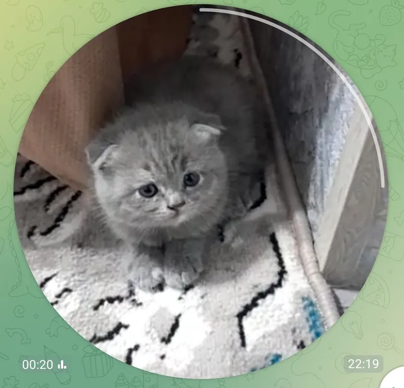 Zoti: scottish strayt. Scottish fold mushukcha sotiladi