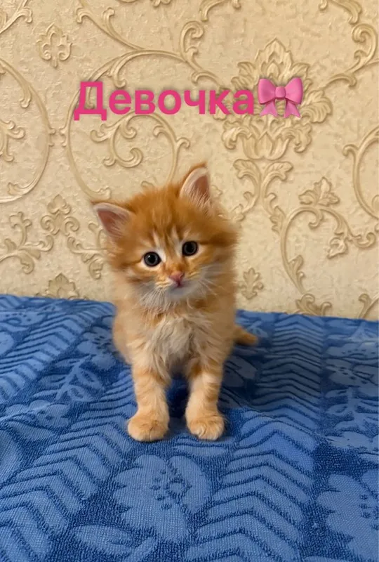 Котята.домашние — фото 5