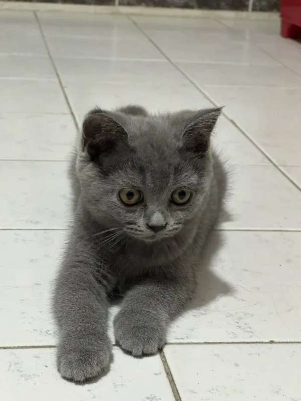 Скотиш Страйт шотланский 6 Скотиш Страйт шотланский 6