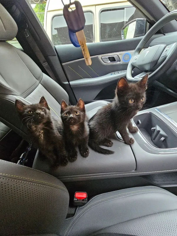 Отдадим бесплатно котёнка — фото 2