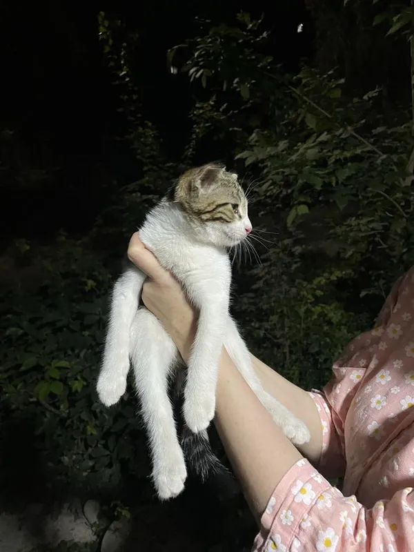 Смешанный веслоухий котенок 4 Смешанный веслоухий котенок 4