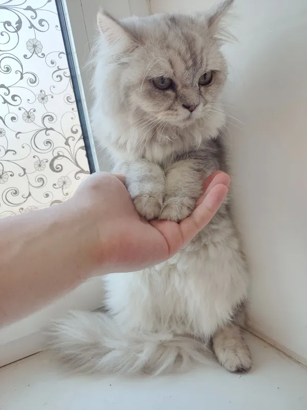 Кошка продается (British Highland) 3 Кошка продается (British Highland) 3
