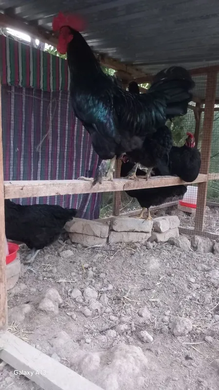 Andijon qora tovuqlari tuxum zakaz olamiz 1