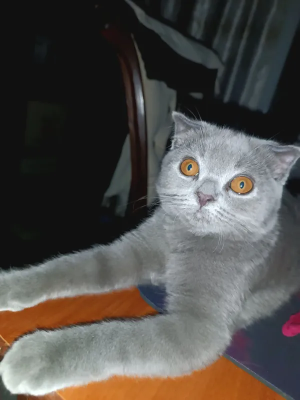 MUSHUK SOTILADI 2 oyli, qiz bola Batafsil ma’lumot uchun telefon 2 MUSHUK SOTILADI 2 oyli, qiz bola Batafsil ma’lumot uchun telefon 2