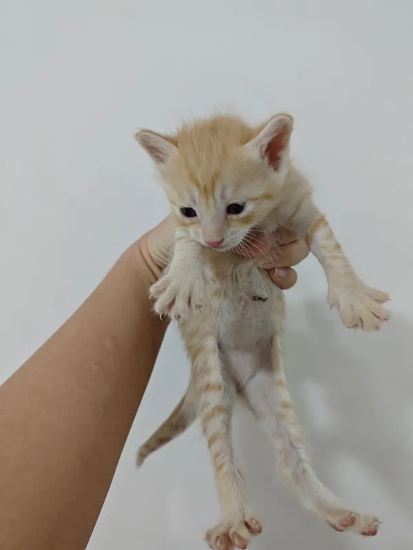 Отдаю домашних котят в добрые руки 1