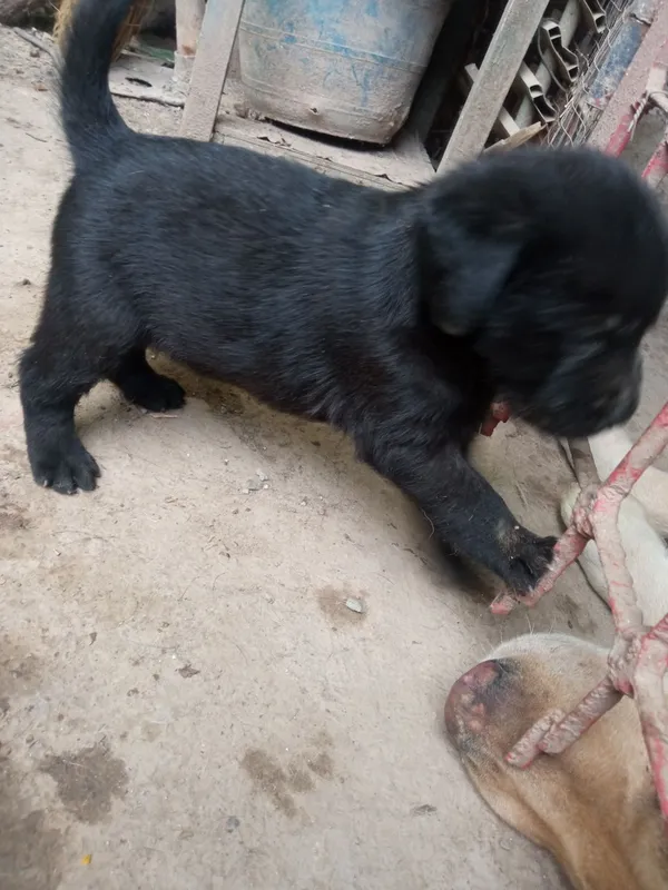 Labrador kuchukchalari sotiladi 2 Labrador kuchukchalari sotiladi 2