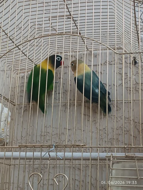 1 yoshli parala tayyor