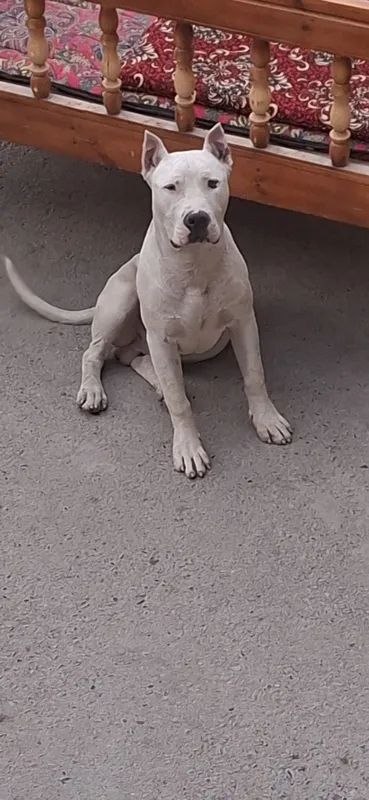 Vyazka uchun Amerkanskiy Pit bull — фото 5
