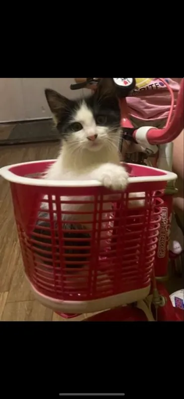 Котенок 2 месяца мальчик — фото 2
