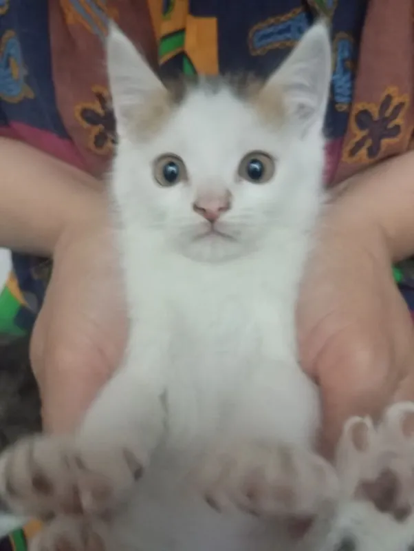 Котята два с половиной месяца, Шотландские страйт и фолд — фото 3