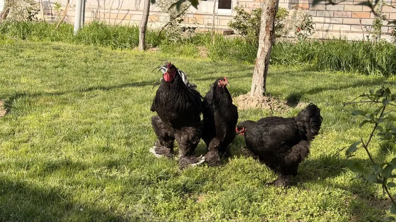 Продаются породистые куры и петух — фото 3