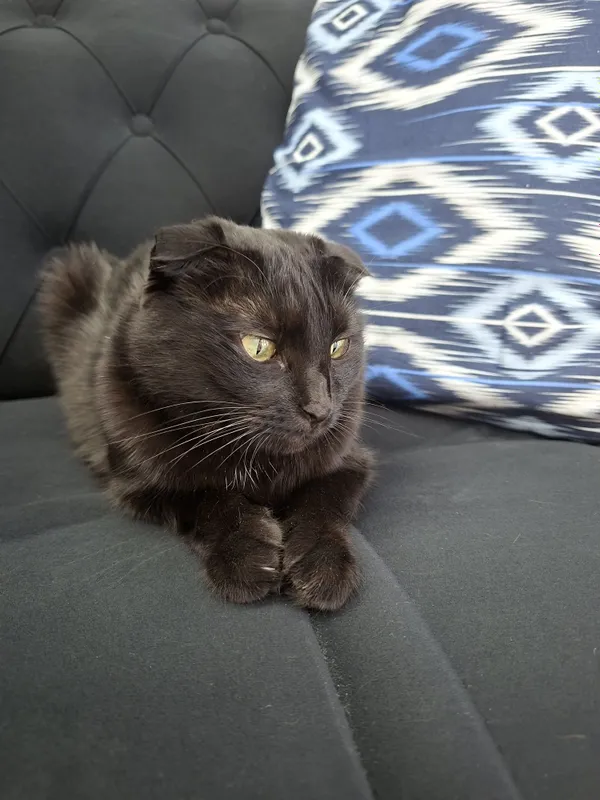 Кошка девочка кастрат скоттиш-фолд 1 Кошка девочка кастрат скоттиш-фолд 1
