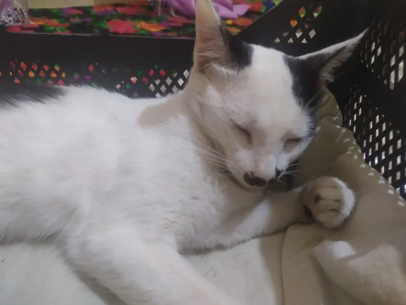 Котёнок, цена 300000 сум Котёнок, цена 300000 сум