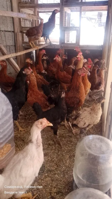 Tovuklar va xorozlar sotiladi optom srochna 3 Tovuklar va xorozlar sotiladi optom srochna 3