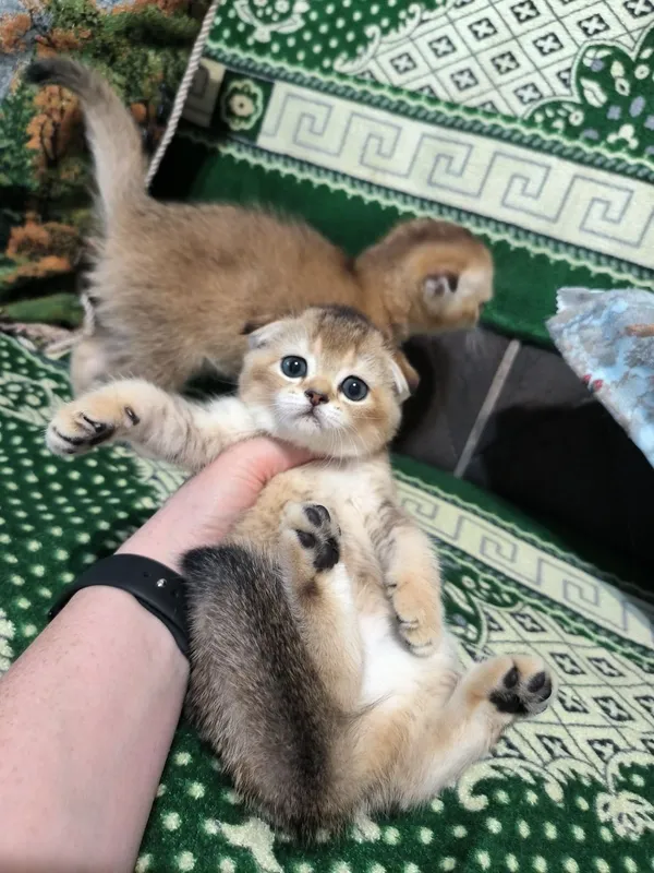 Шикарные малыши скотишь фолд золотая шиншилла — фото 1