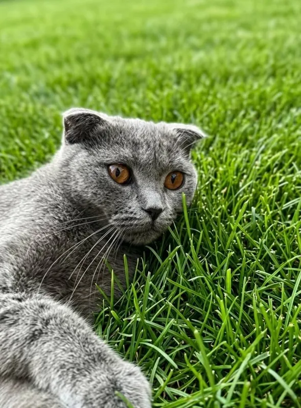 Кошка