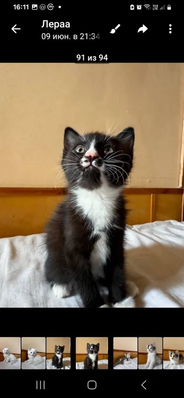 Котята 2 месяца раздаём
