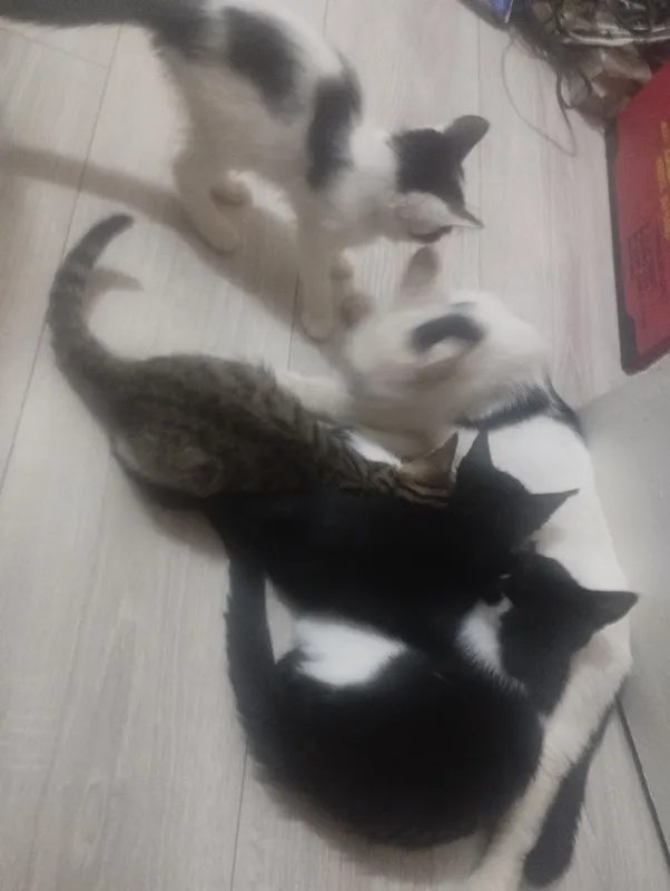 Mushukchalarni beraman. 2,5 oylik. Lotokka o‘rgatilgan 7