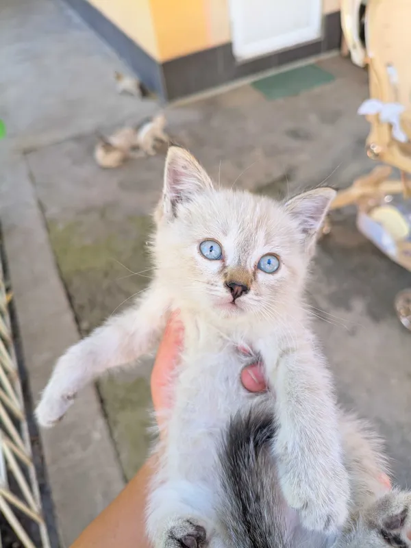 Котята ищут хороших хозяев 4