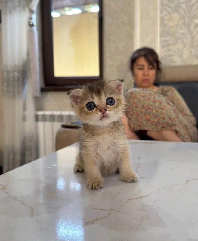 Шиншилла котёнок 4 Шиншилла котёнок 4