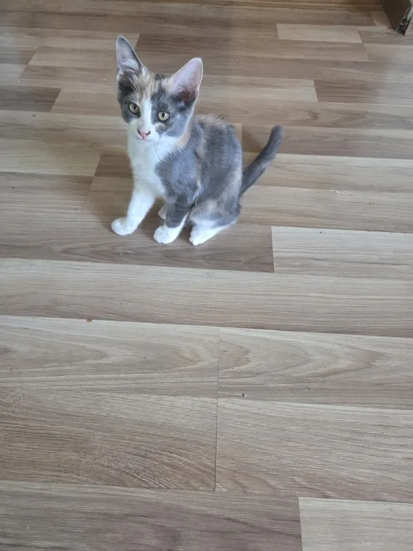 Ласковый котёнок-девочка подарит радость и уют 2 Ласковый котёнок-девочка подарит радость и уют 2