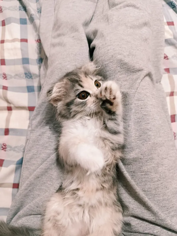 котёнок скотиш фолд 3 котёнок скотиш фолд 3