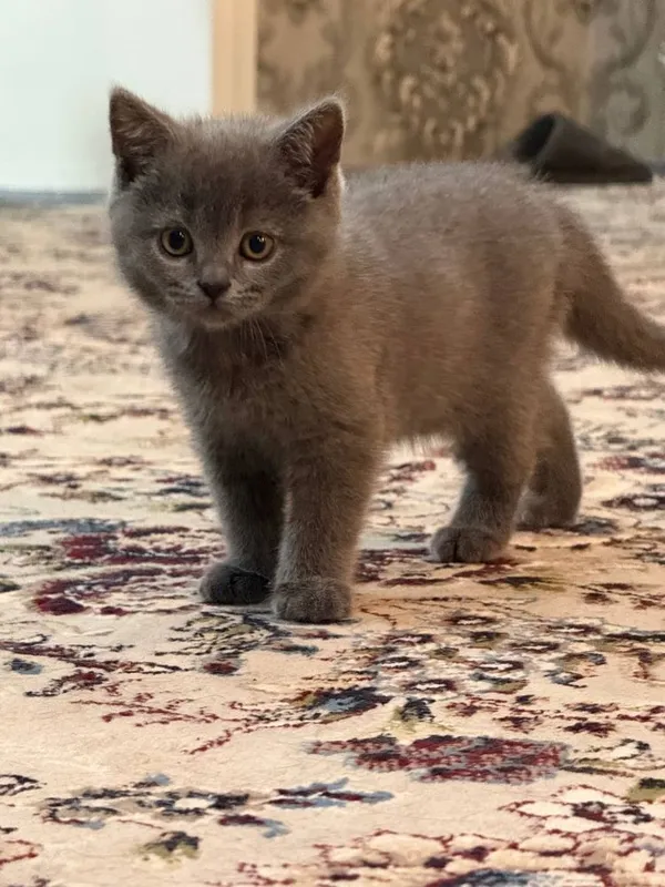Британские котятя — фото 1