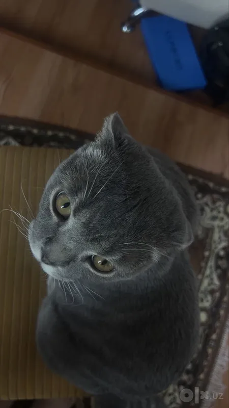 Scottish Fold MuMu 6 Scottish Fold MuMu 6