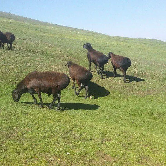 Qassob serviz hallol va sifatli — фото 4