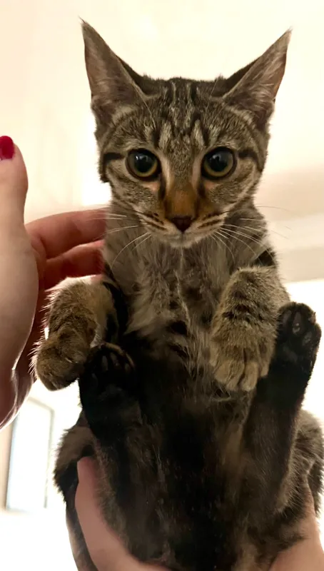Котенок,девочка,ОЧЕНЬ СРОЧНО ИЩЕТ ДОМ! 2 Котенок,девочка,ОЧЕНЬ СРОЧНО ИЩЕТ ДОМ! 2