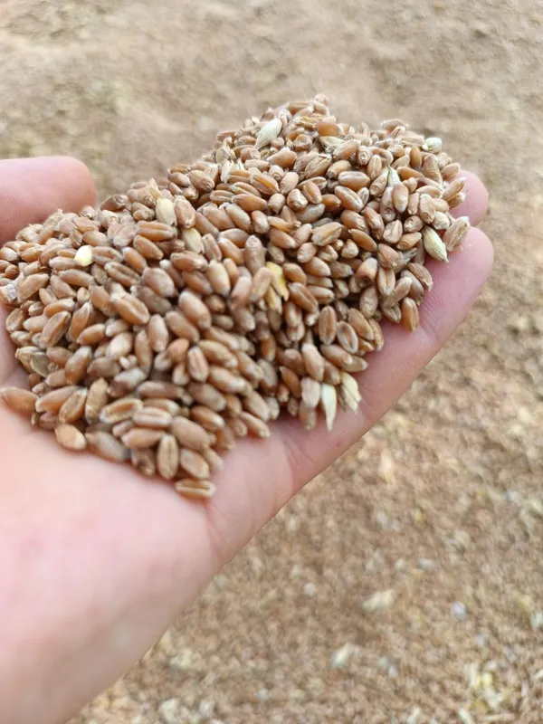 Sifatli Bugʻdoy doni (100 tonna) 1 Sifatli Bugʻdoy doni (100 tonna) 1