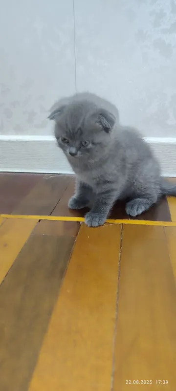 Продаю 3-х котят 2