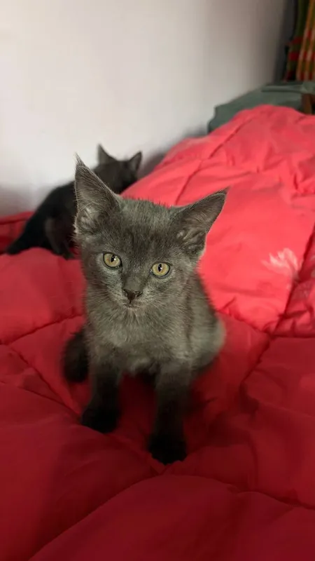 котята/Mushukchalar 1