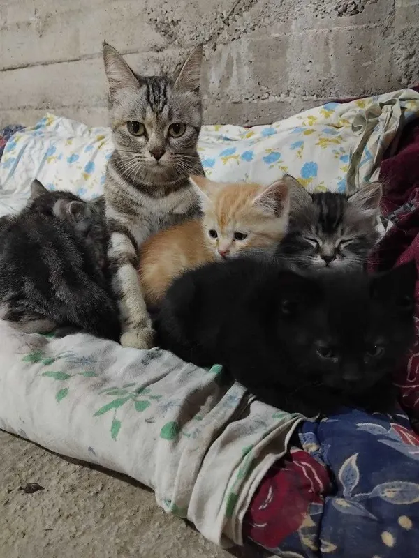 бенгальская кошка