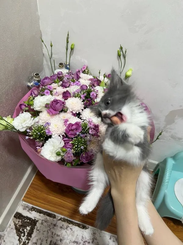 Отдается даром Котенок 2 месяца. Только в хорошую семью! 8 Отдается даром Котенок 2 месяца. Только в хорошую семью! 8