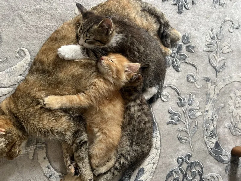 Котята 3 месяца, домашние — фото 6