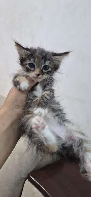 2,5 oylik mushukchalarni yaxshi qo‘llarga beraman 4