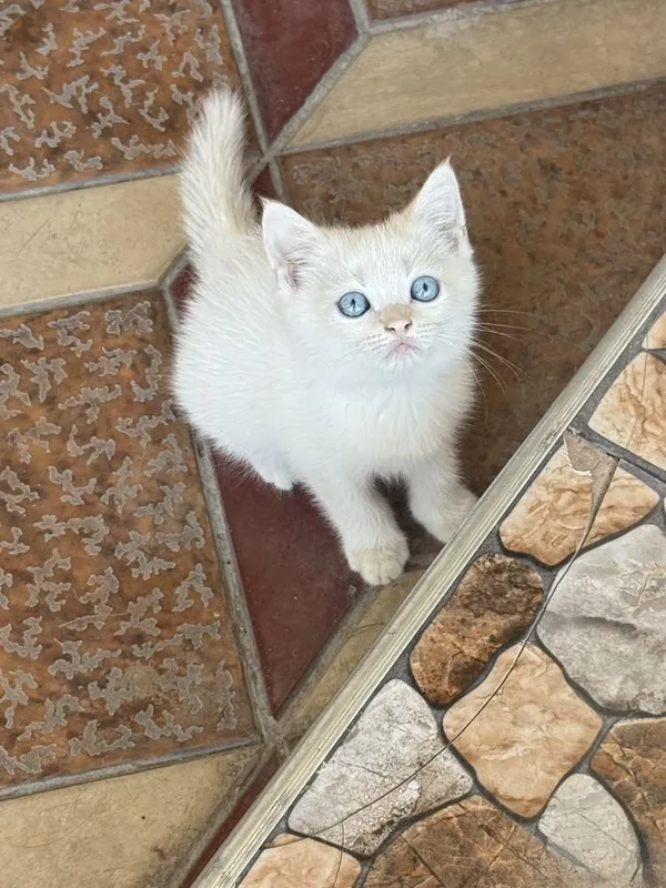 Серебристая шиншилла, 2,5-месячный котёнок, голубые глаза, весёлый и здоровый мальчик 2 Серебристая шиншилла, 2,5-месячный котёнок, голубые глаза, весёлый и здоровый мальчик 2