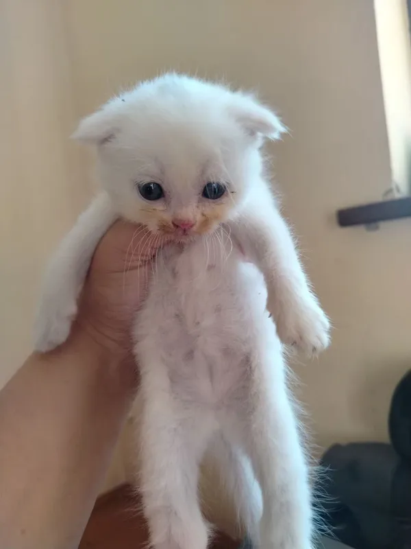 Продаются котята 4
