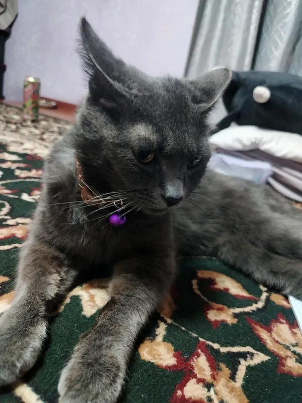 Britan kulrang mushuk hadyaga 1
