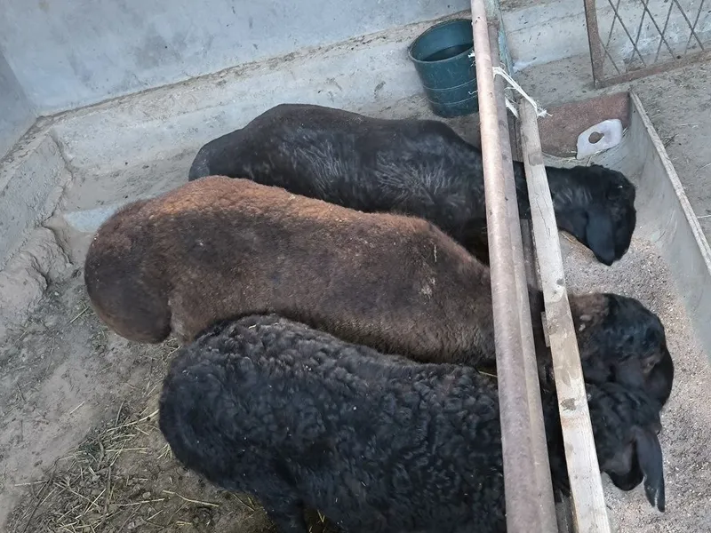 Куй сотилади кучкорлар