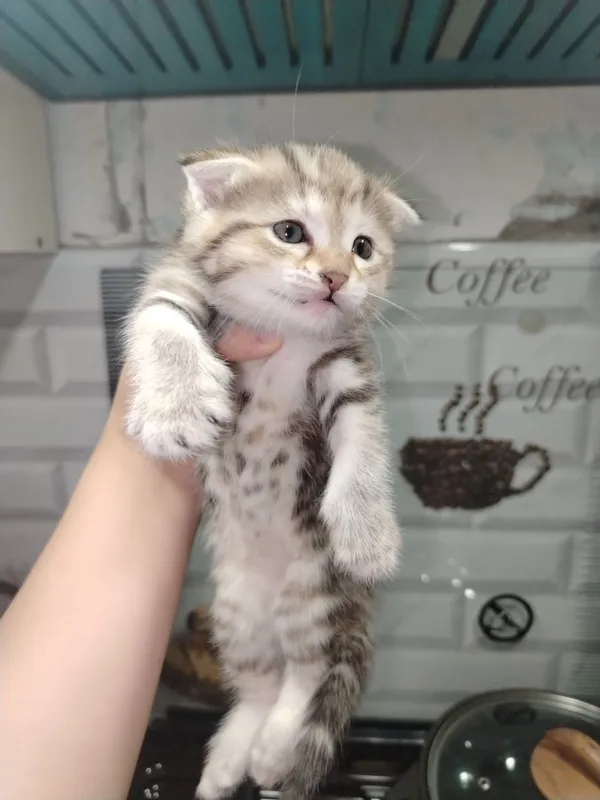 Милые котята ждут своих хозяевов