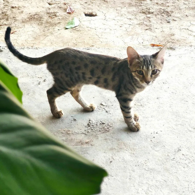 Котёнок в хорошие руки — фото 1